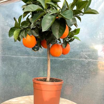 Whatsapp Image 2022 03 07 At 09.20.43 1