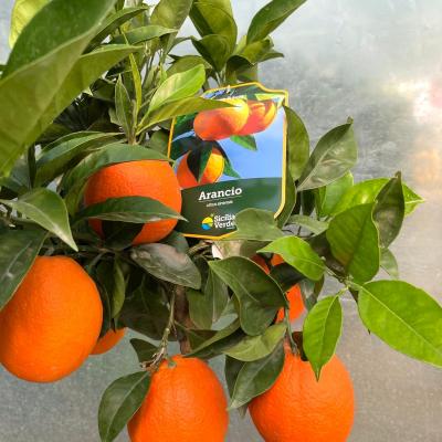 Whatsapp Image 2022 03 07 At 09.20.44