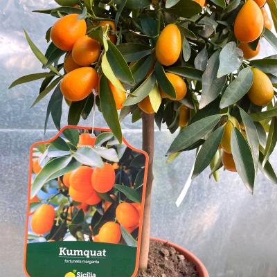 Whatsapp Image 2022 03 07 At 09.20.45