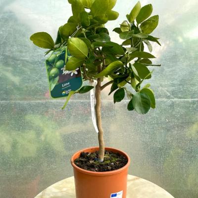 Whatsapp Image 2022 03 09 At 11.38.55 2