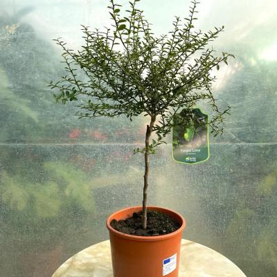 Whatsapp Image 2022 03 09 At 11.38.55