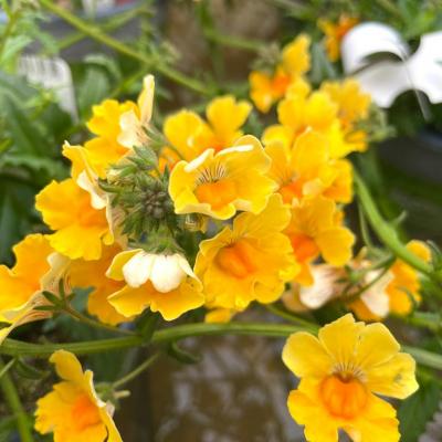 Whatsapp Image 2022 03 09 At 16.20.21 19