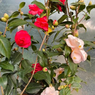 Whatsapp Image 2022 03 09 At 16.20.21 7